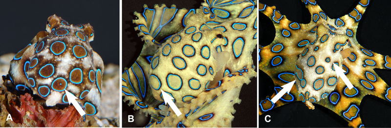 Diferentes subespecies de pulpo de anillos azules y sus patrones de color.